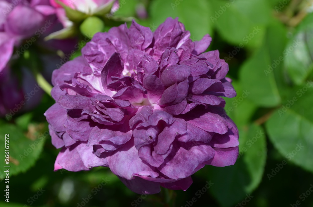 Close up of a delicate purple rose in a garden in a sunny summer day Close up of a delicate purple rose in a garden in a sunny summer day