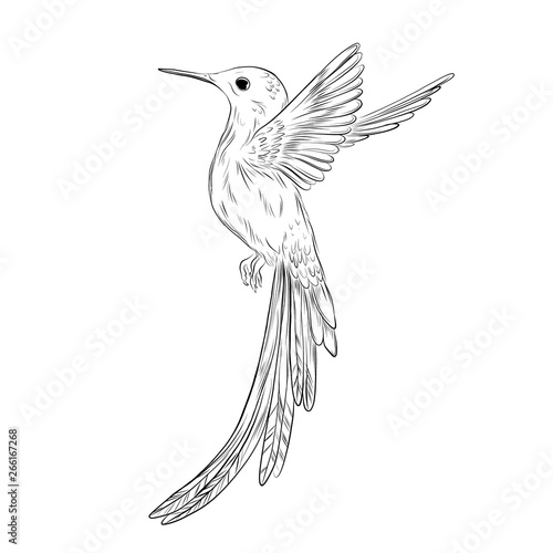Hand-drawn colibri illustration. Humming bird sketch on white background. Cute small bird tropical  illustration. Exotic animals
