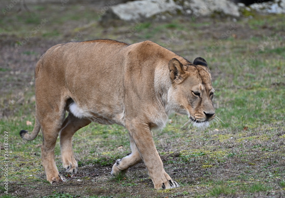Obraz premium lion and lioness