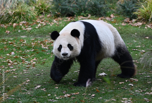 Fototapeta Naklejka Na Ścianę i Meble -  giant panda walks in its territory
