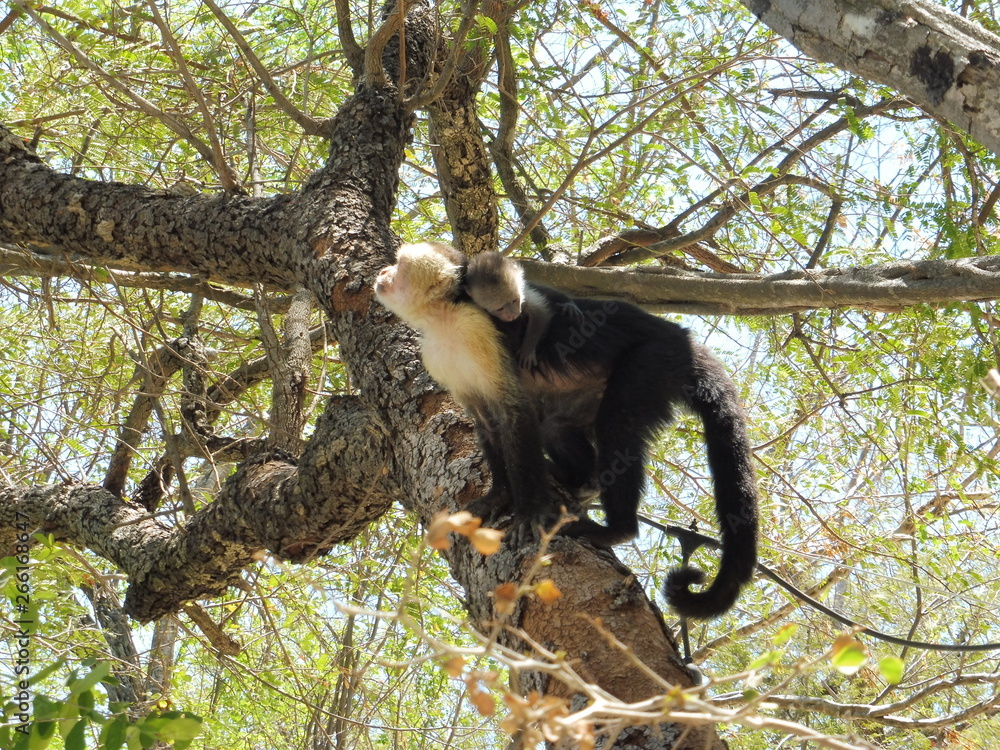 Fototapeta premium Cappucin monkey with a baby