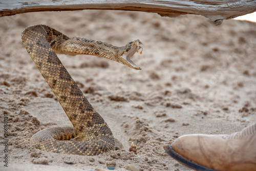 coiled angry rattle snake in sand by toe of leather boot