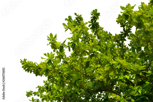 green leaves and branches tree on white background for ornamental decoration plant in gardens or environment nature love earth concept