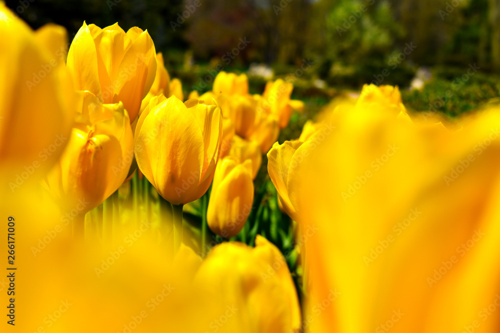 yellow and tulips yellow and tulips