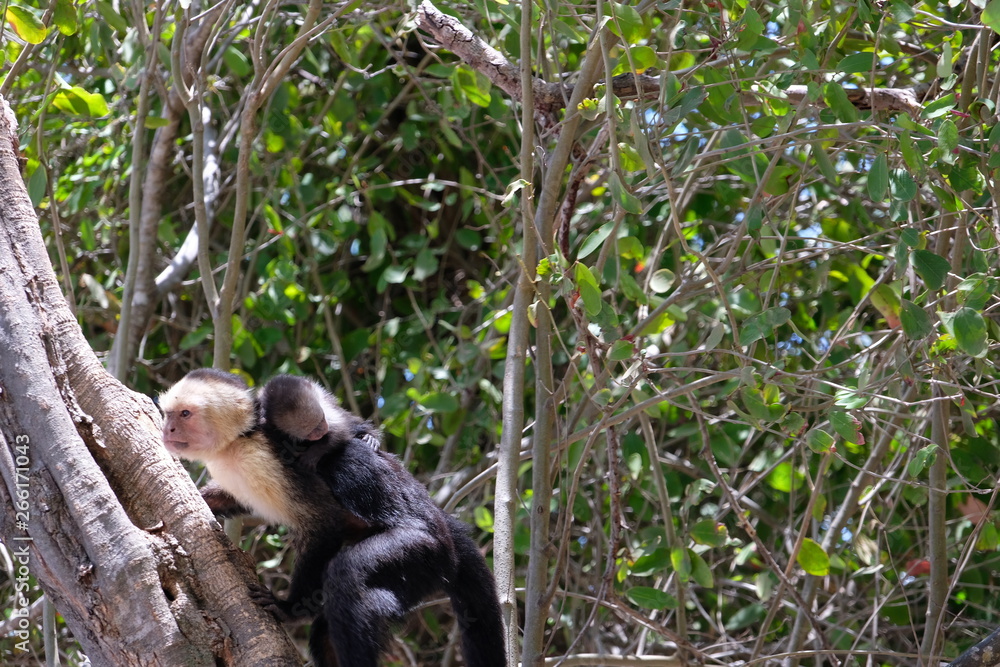 Obraz premium Cappucin monkey with a baby