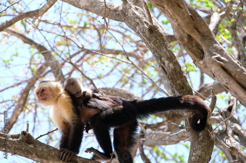 Cappucin monkey with a baby photo