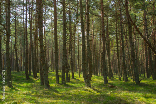 Pine forest of the National Park Curonian Spit © sabbra_cadabra