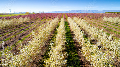 Aerial view of a flowering fruit tree orchard with rows of colored trees