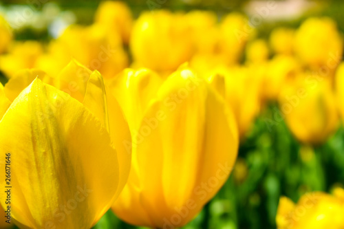 yellow tulip