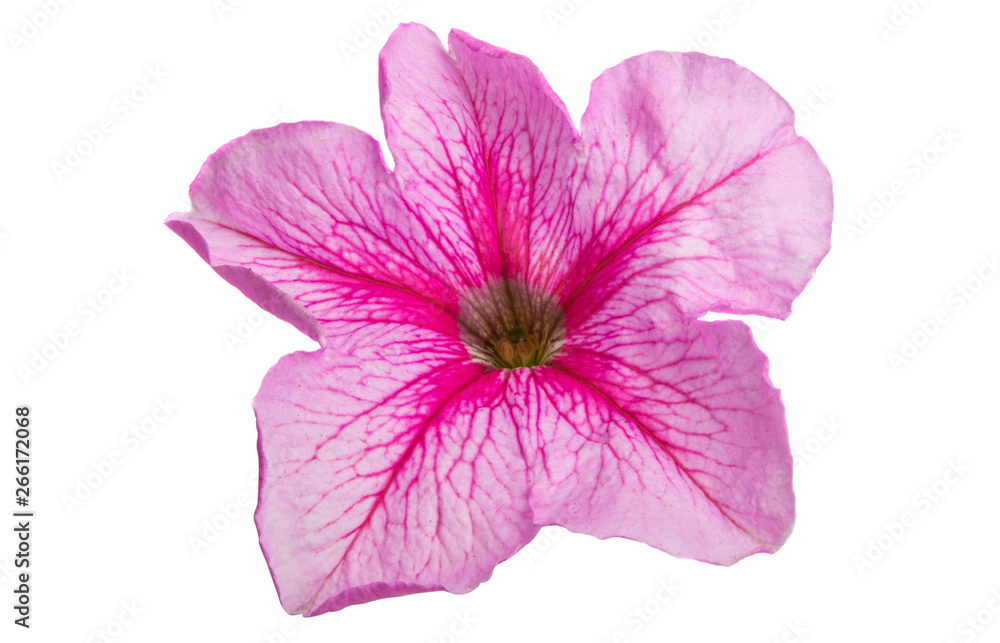petunia flower isolated petunia flower isolated