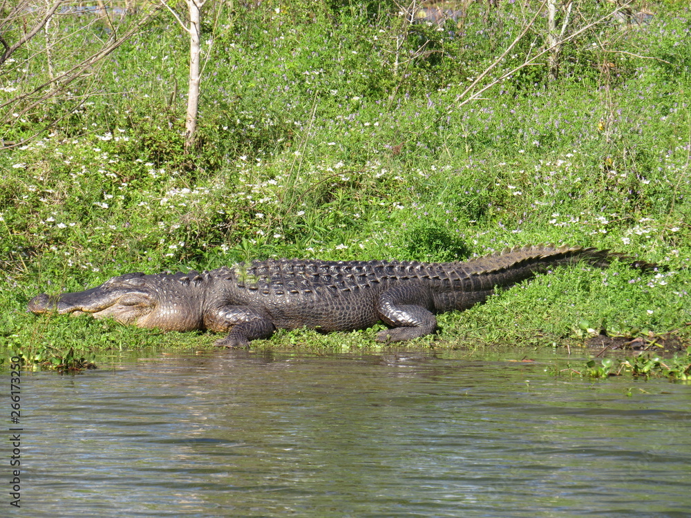 An American Alligator at Brazos Bend State Park near Houston, Texas