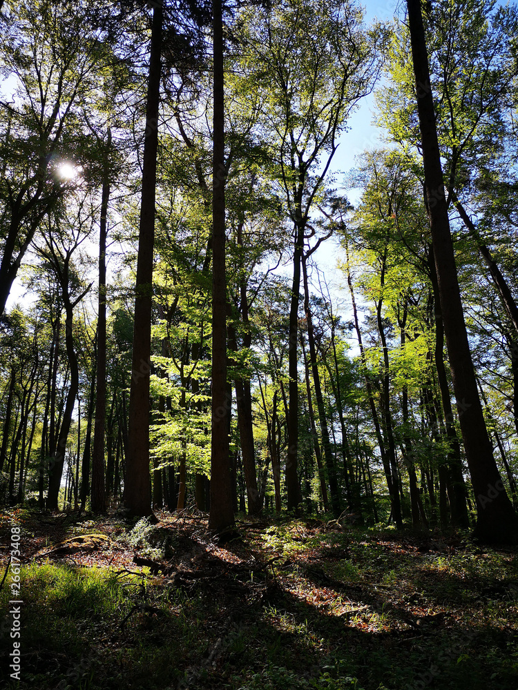 Fototapeta premium Mai