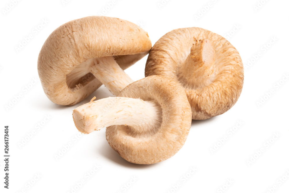 shiitake mushroom isolated shiitake mushroom isolated