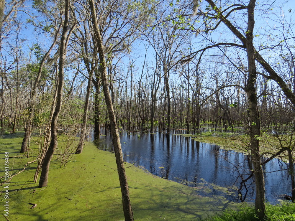Obraz premium A view of Brazos Bend State Park near Houston, Texas