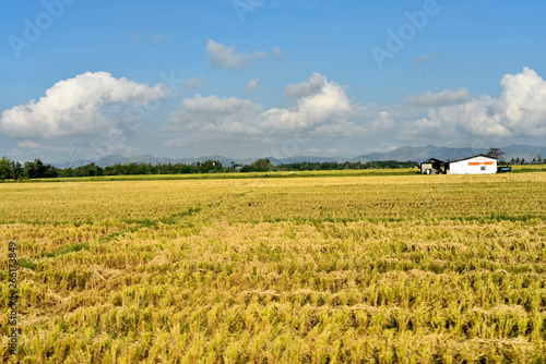 Around the Santiago City  Isabela  Philippines  Santiago City Sightseeing   Rice Field  one of major cities of rice procedures in the Philippines