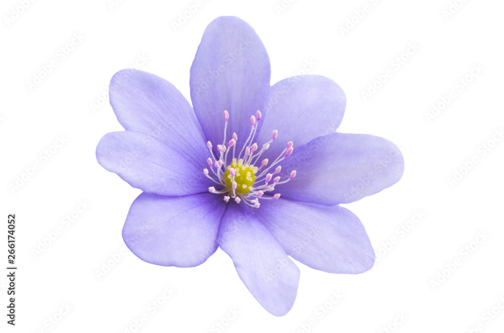 Obraz premium Hepatica Nobilis - first Spring Flower isolated