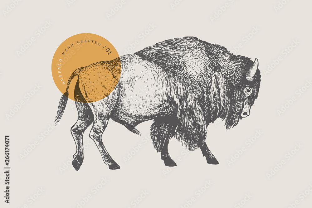 Fototapeta Hand drawing of American bison on a light background. Buffalo in vintage engraving style. Vector retro illustration.