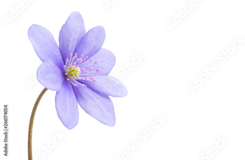 Hepatica Nobilis - first Spring Flower isolated © ksena32