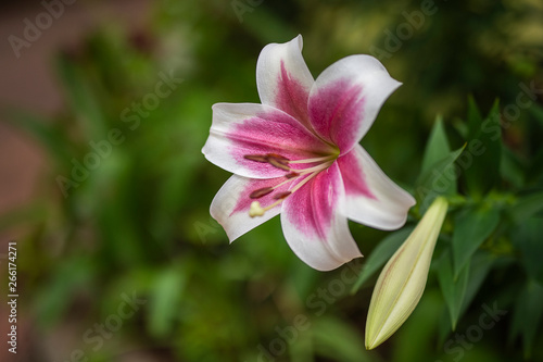 Pink white easter lily