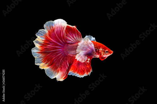 The moving moment beautiful of red half moon siamese betta fish or dumbo betta splendens fighting fish in thailand on isolated black background. Thailand called Pla-kad or big ear fish.