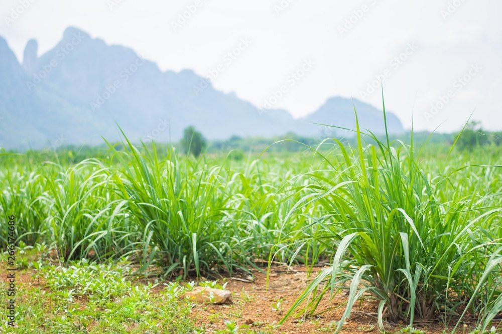 grass field for feed cow grass field for feed cow
