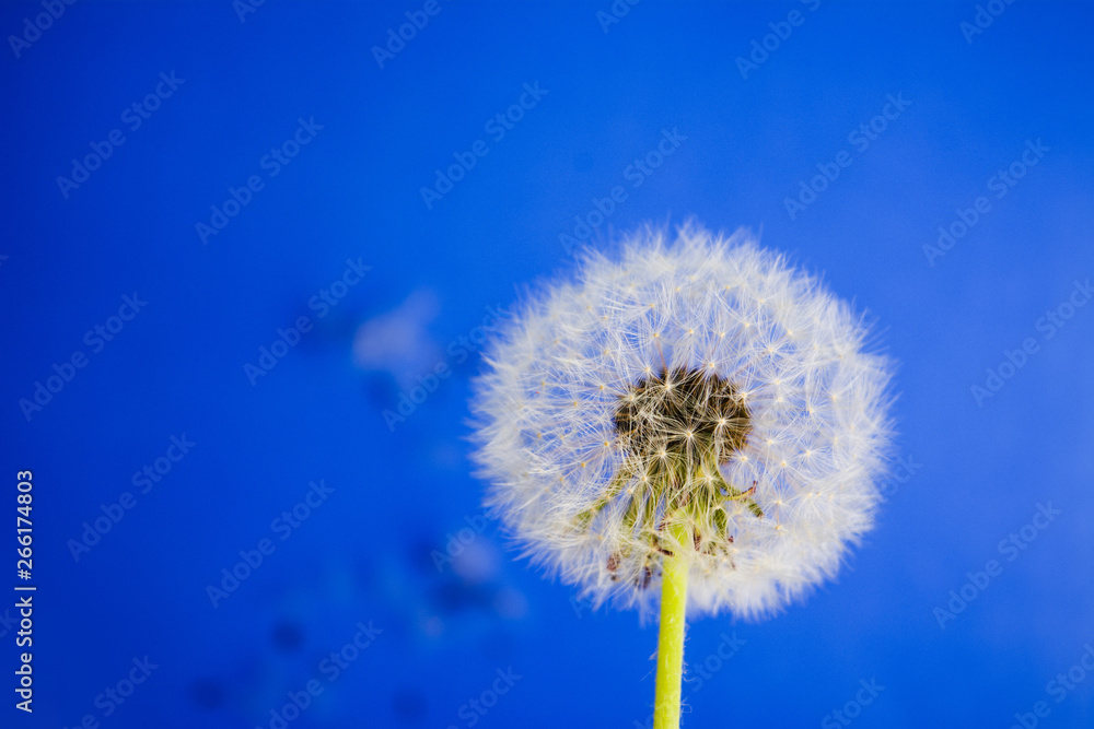 Dandelion flowers on blue background Dandelion flowers on blue background