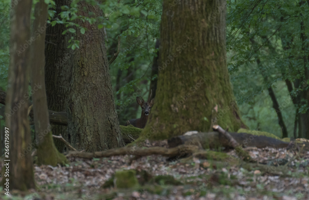 Red deer in the forest.Fallow deer in the grass Red deer in the forest.Fallow deer in the grass