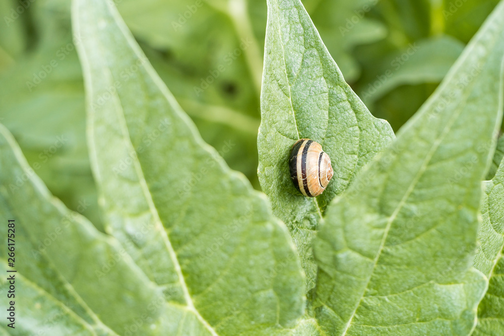 tiny snail resting on big green leaves in the garden in the shade tiny snail resting on big green leaves in the garden in the shade
