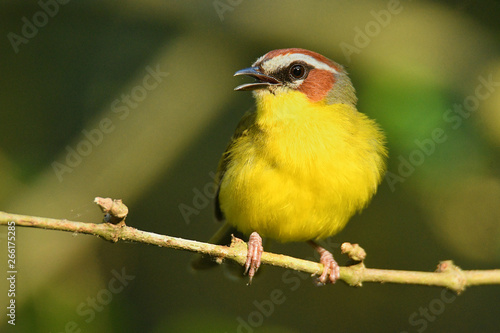 Rufous-capped Warbler - Basileuterus rufifrons, Chestnut-capped warbler - Basileuterus delattrii  a New World warbler native from Mexico south to Central America photo