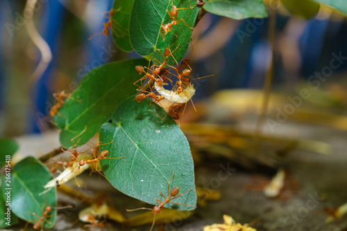 Red Ants are sending food to each other,Teamwork
