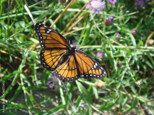 Monarch Butterfly © Enoch