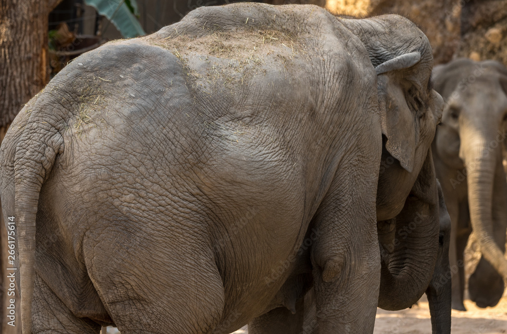Naklejka premium elephants close up