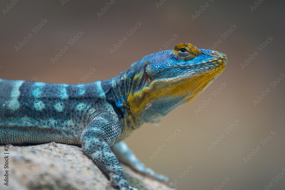Blue with yellow lizard on a rock Blue with yellow lizard on a rock