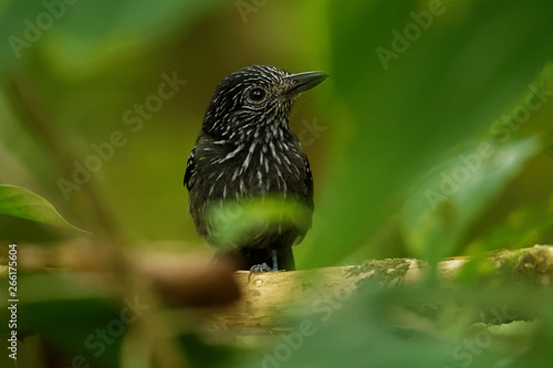 Black-hooded Antshrike - Thamnophilus bridgesi species of bird family Thamnophilidae, found in Costa Rica and Panama photo