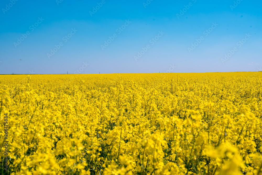 Blooming yellow rape field in the sunshine and bright blue sky Blooming yellow rape field in the sunshine and bright blue sky