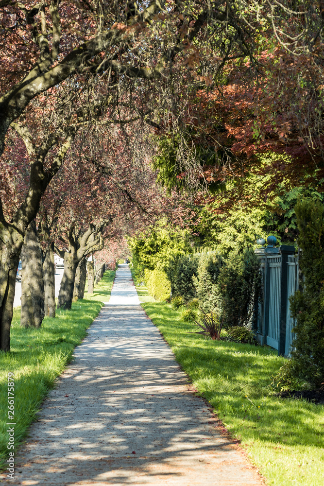 sidewalk in the city with cherry trees blossom on the left and wooden fences and green bushes on the right sidewalk in the city with cherry trees blossom on the left and wooden fences and green bushes on the right