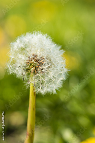 one beautiful dandelion flower under the sun in the field with blurry green background