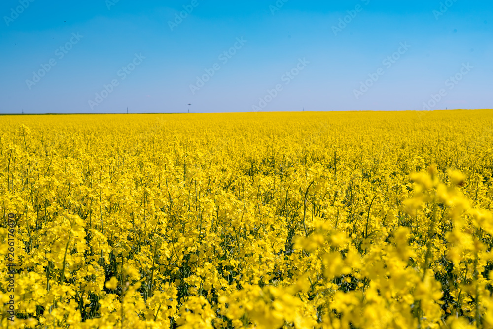Blooming yellow rape field in the sunshine and bright blue sky Blooming yellow rape field in the sunshine and bright blue sky