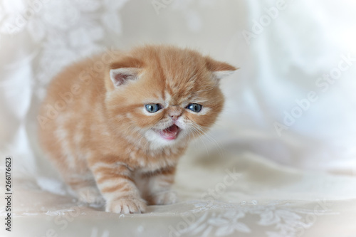 Red exotic Shorthair kitten stands on a gray background, looking down and raised his paw.