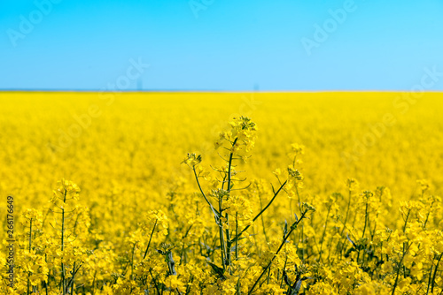 Closeup of a blooming yellow rape plant in the foreground with the entire rape field in the background in the sunshine and bright blue sky