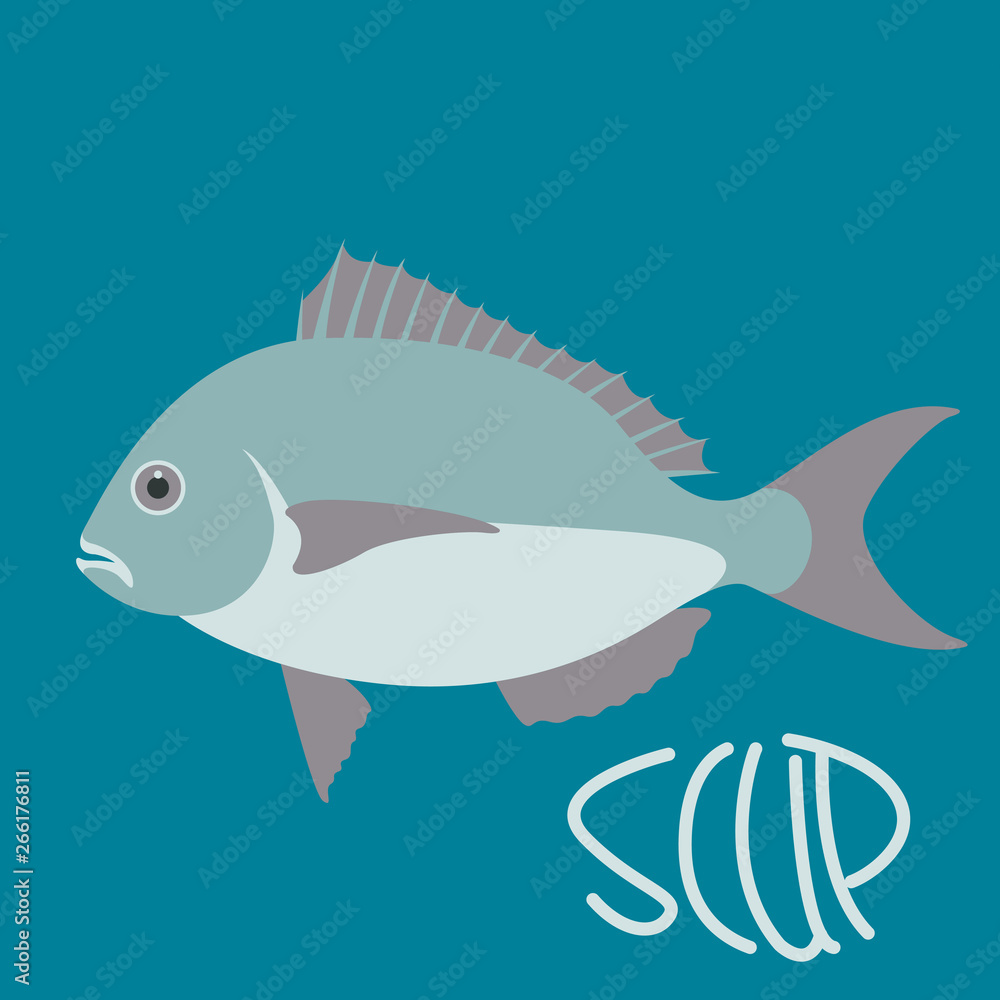 Obraz premium scup fish, vector illustration,flat style, profile