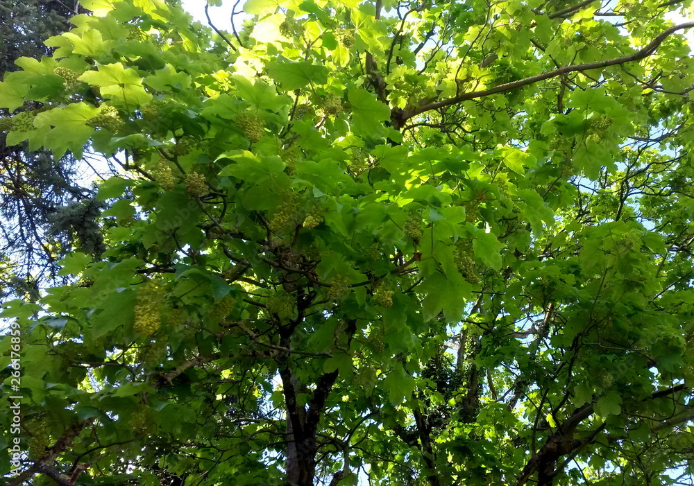 Sonnenlaub Sonnenlaub