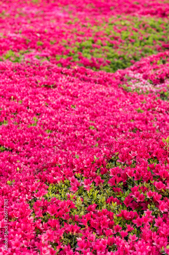 flower field in the park with dense red flowers blooming under the sun 