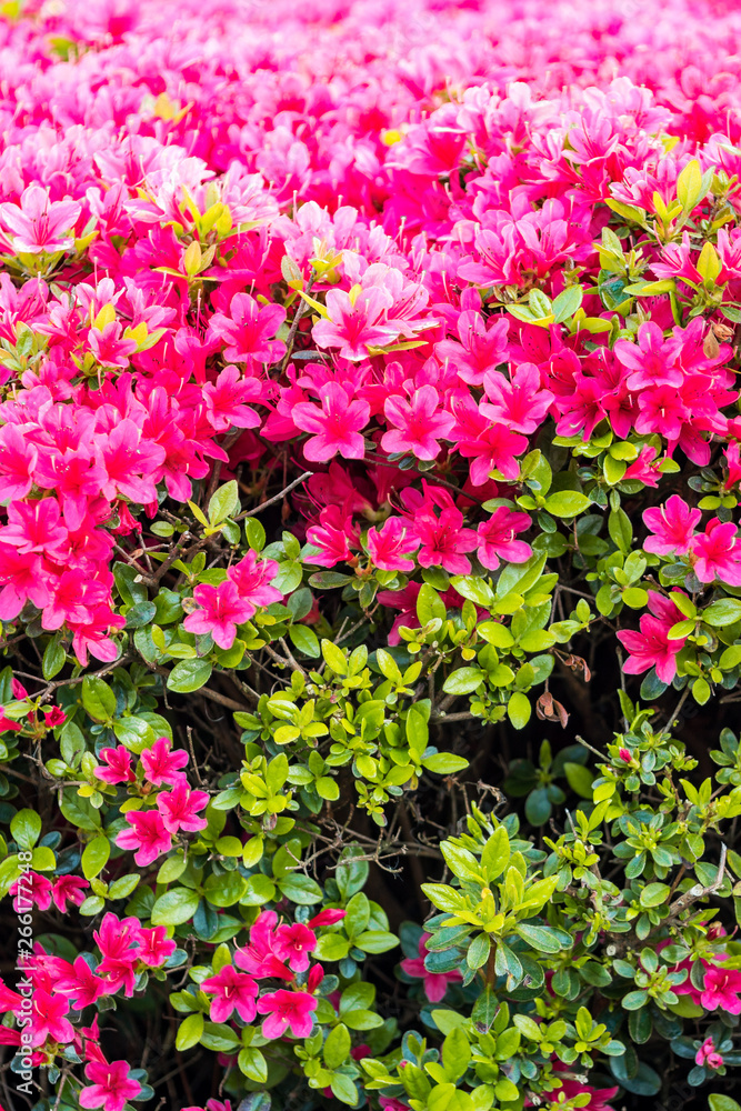 Fototapeta premium flower field in the park with dense red flowers blooming under the sun 