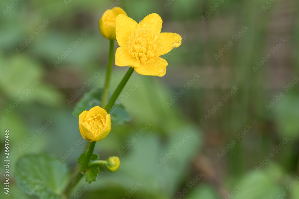 Fototapeta premium Yellow flower in the field