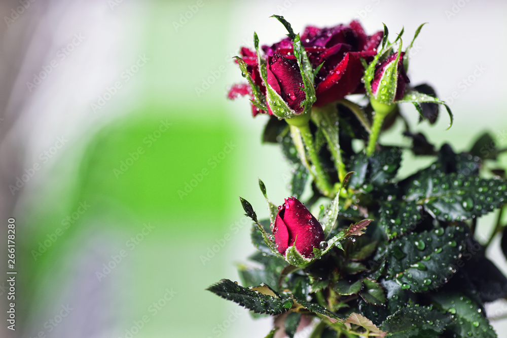 rose drop pot macro