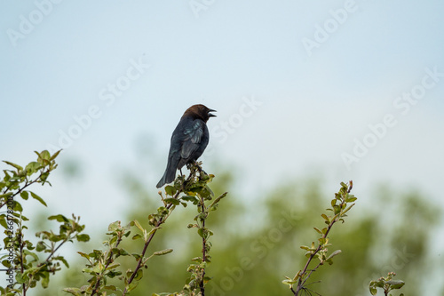 one blackbird singing on the top of spiky branch of bushes on a sunny day