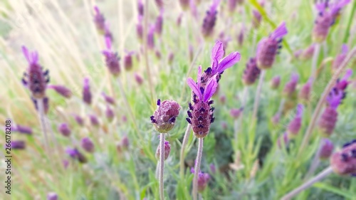 Lavandula estoechas flower