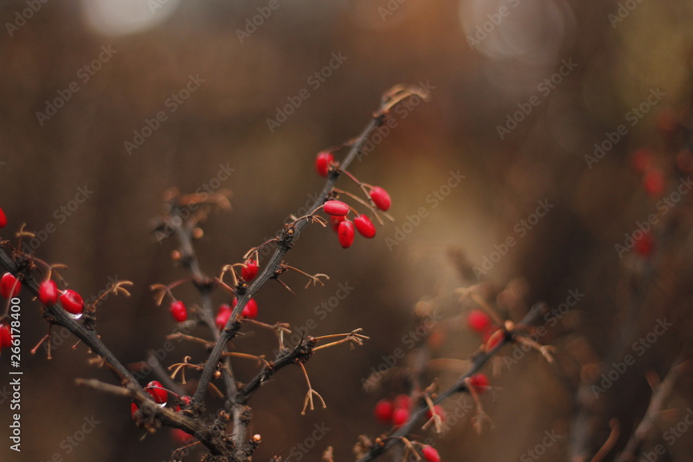 red berries of viburnum on a branch