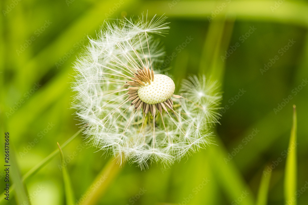 one beautiful dandelion flower in the field with blurry green background one beautiful dandelion flower in the field with blurry green background